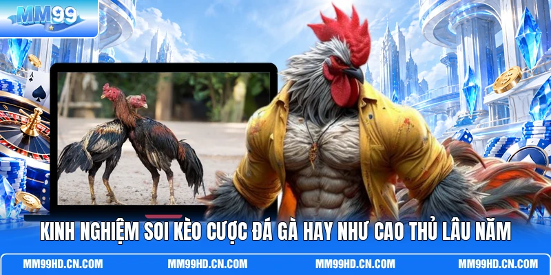 Kinh nghiệm soi kèo cược đá gà hay như cao thủ lâu năm Kinh nghiệm soi kèo cược đá gà hay như cao thủ lâu năm