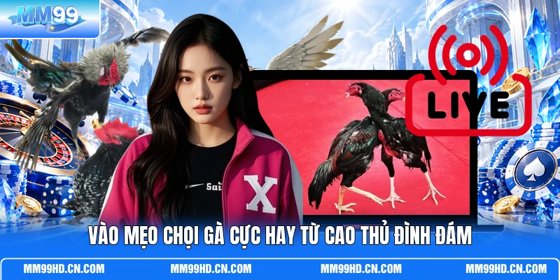 Vào mẹo chọi gà cực hay từ cao thủ đình đám Vào mẹo chọi gà cực hay từ cao thủ đình đám